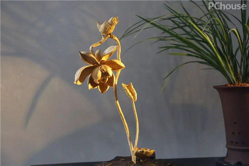 廣州看展靈感 精選軟裝與景觀工程，家居設(shè)計(jì)瞬間提升高級(jí)感